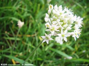 浚县韭菜花大量上市，销量大，品质优