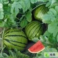 我地区现有大量西瓜出售，价格便宜，货源充足