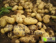 黑龙江马铃薯代收