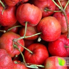 供应山东临沂大金星大五楞山楂，质量上乘耐储存