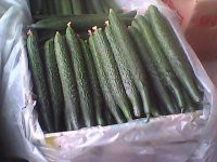 山东沂南黄瓜大量上市，品种齐全，色绿带刺，口感好