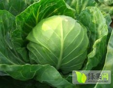张家口蔚县甘蓝质量优，价格低，纯绿色蔬菜
