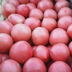 河北巨鹿硬粉西红柿火爆招商中