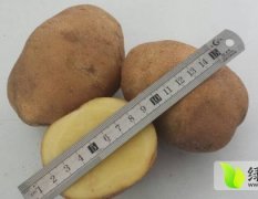 吉林扶余延薯四号土豆营养丰富