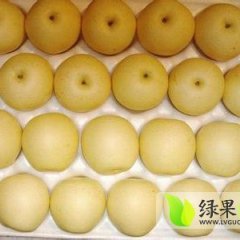 皇冠梨大量开始装货了，皇冠梨面积大，果面好