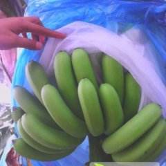 我处香蕉有23000亩，摸花垫把、清秀干净、个头