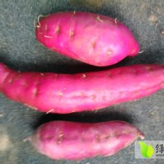 我处有一千亩紫罗兰红薯，瓜型美观，口感绵甜