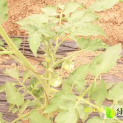 凤翔太空西红柿肉厚硬实，酸甜适口