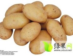 内蒙古多伦荷兰十五土豆绿色无公害