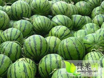 麒麟西瓜价格