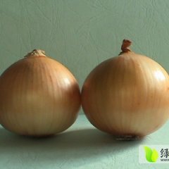 ​我农场大面积种植洋葱，品质好，欢迎前来洽谈