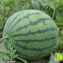 东北西瓜大量上市，皮毛亮丽，皮薄坚韧，口感甜爽