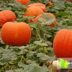 沽源南瓜南瓜绵软、甜腻，九月中旬将上市