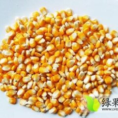 我处供应晒干黄玉米粒，蛋白质高，黄度够