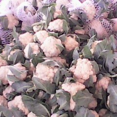 本地白菜花和白散菜花刚上市，纯无公害蔬菜