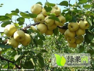 2014年安徽砀山酥梨价格