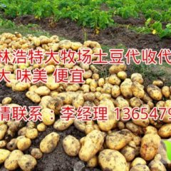 锡林浩特大牧场土豆代收 东北 河南 都可供应