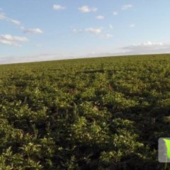 内蒙兴和县自家种植千亩土豆