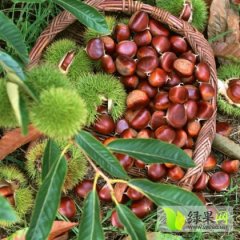 本人代收大量板栗，欢迎前来洽谈收购