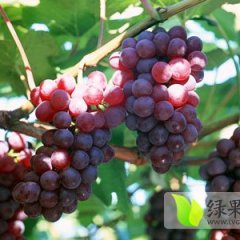 浦江葡萄求大量收购，价格优惠