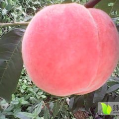33号蜜桃颜色粉红艳丽，口感脆甜