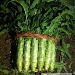 福建飞桥紫叶香莴苣质量优，皮薄肉脆，绿瓤