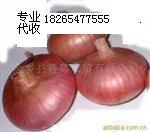 山东金乡红，黄洋葱品质优良，欢迎前来考察