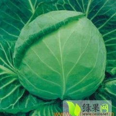 蔚县甘蓝不易腐烂，存放时间长，纯绿色蔬菜