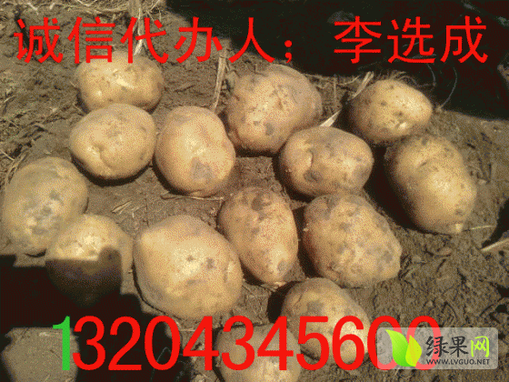 2014年吉林公主岭延薯四号价格