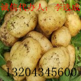 2014年吉林公主岭延薯八号价格