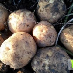 公主岭土豆即将上市欢迎前来选购