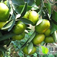 宜昌宜都柑橘蜜桔量大质优，果肉脆嫩，皮薄光
