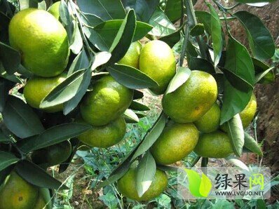温州密柑价格
