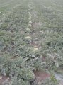 本地西瓜现已大量上市，质量高，口感特别甜