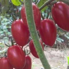 大量优质圣女果现已上市，果型口感极佳