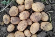 供应各种马铃薯，不同品种，不同质量
