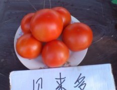 本地种植西红柿200多亩，西红柿硬度大，果型好