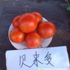 本地种植西红柿200多亩，西红柿硬度大，果型好