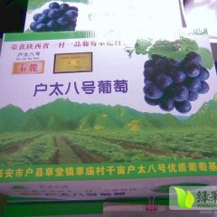 央视7套推荐品种，户太八号萄葡绿色无公害，口