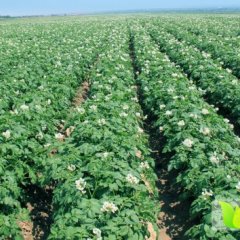 甘肃靖远克新一号土豆营养丰富