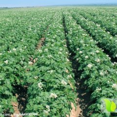 本人常年代收土豆，保证质量，价格合理