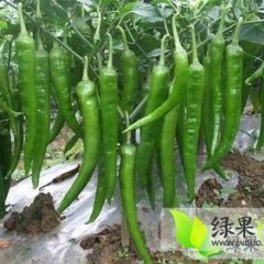 青州辣椒纯天然无污染，无公害瓜绿色产品
