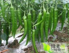青州辣椒纯天然无污染，无公害瓜绿色产品