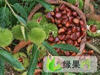 沂蒙山板栗开始大量上市，望四海客户前来洽谈收购