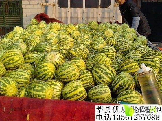 2014年山东莘县花蕾价格