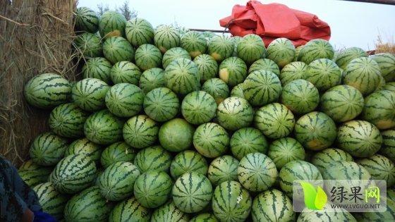 长瓜花皮价格