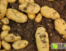 贵州威宁土豆保证质量，货源充足，欢迎选购