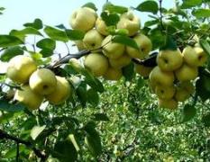 砀山8月-10月份有大量优质酥梨上市，欢迎来收购
