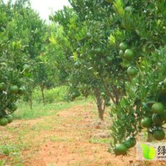 迥峰蜜桔色泽好，酸甜适中，口感极佳
