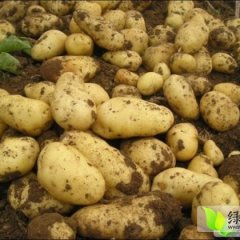 绿丰合作社大量收购晚土豆